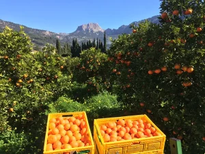 Finca Casa Sant en Soller Mallorca naranjos